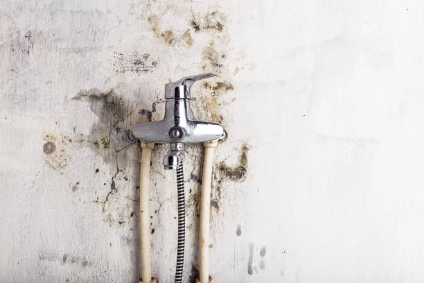 Best Mold Remediation for Specific Building Types in Lorain, OH