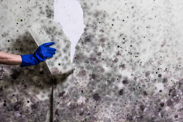 Best Emergency Mold Remediation in Lorain, OH